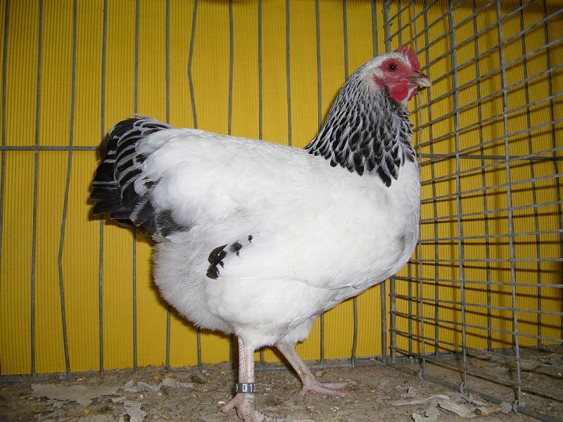 Hannover 2008 339.jpg - Zwerg Sussex weiss-schwarzcolumbia von Meinolf Mertensotto Preis HV 96 E